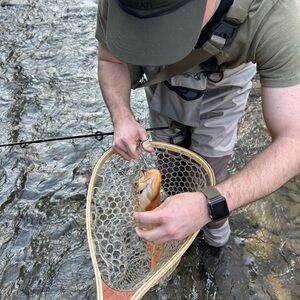 Meet your Posher, Allan